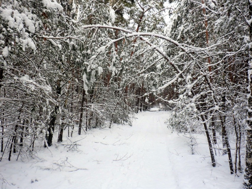 W lasach naszego regionu nadal sporo śniegu. Ten powyginał,...