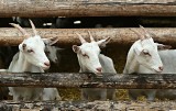 Tyle kosztują jogurty, sery i mleko prosto od kozy. Dlaczego warto postawić na produkty inne niż krowie? Wyjdzie nam to na zdrowie