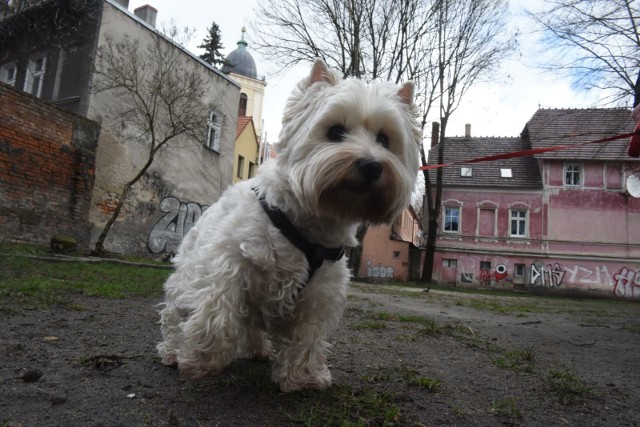 Apelujemy do wszystkich właścicieli psów o zachowanie ostrożności podczas spacerów.