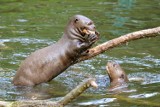 Nowe zwierzęta w zoo w Łodzi. Chcą sprowadzić wilki rzeczne