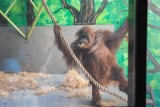 Orangutan wyrzucił oposa ze swojej wieży w zoo. Tak potraktował nieproszonego gościa - WIDEO