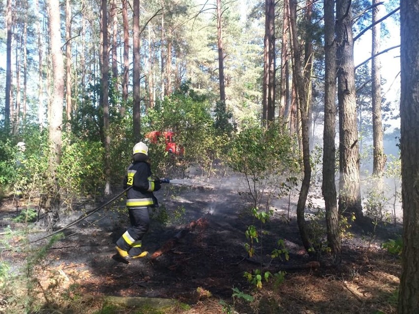 Pożar lasu w okolicy miejscowości Waniewo w gminie Narew