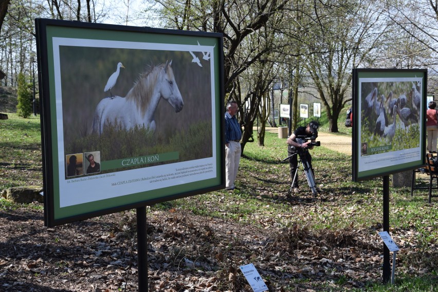 Śląski Ogród Botaniczny. Międzynarodowy Dzień Ptaków