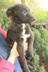 Nowy Targ: Psy z nowotarskiego schroniska czekają na adopcję [ZDJĘCIA]