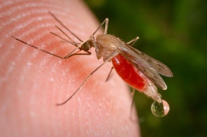Sposoby na komary - sprawdzone :) | Express Ilustrowany