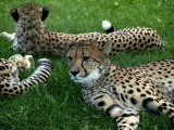 W opolskim zoo zamieszkały trzy gepardzice