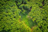 Wycinka drzew w Amazonii może być odczuwalna nawet kilkadziesiąt kilometrów dalej? To powoduje miejscowe podnoszenie się temperatury