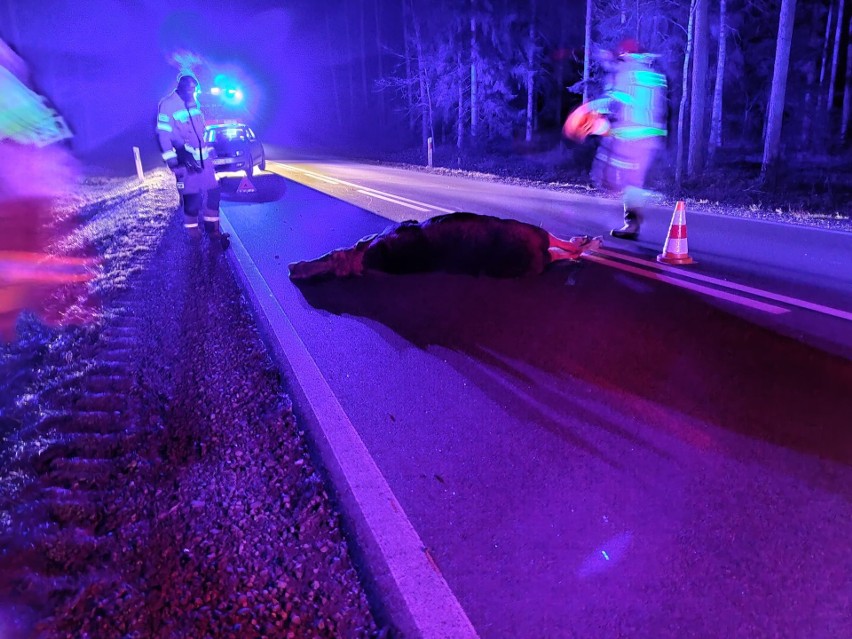 Wierśnie. Wypadek na DK 16. Suzuki zderzyło się z łosiem 