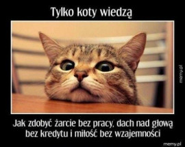 Dzień Kota