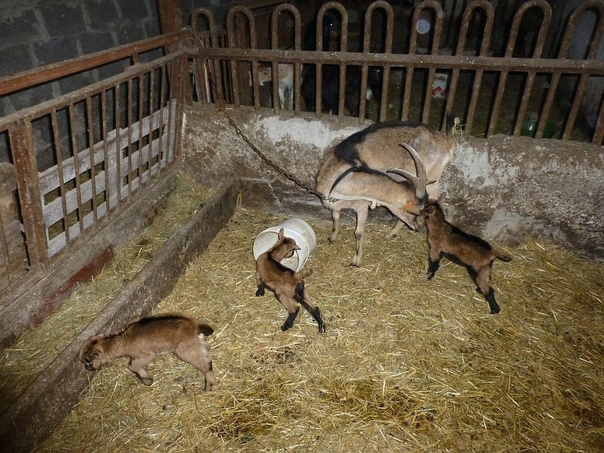 Łukasz Popieliński podkreśla, że kozie trojaczki rodzą się...