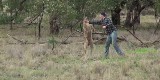 Jak obronić psa przed kangurem? Przyłożyć torbaczowi w pysk! [wideoinstruktaż]