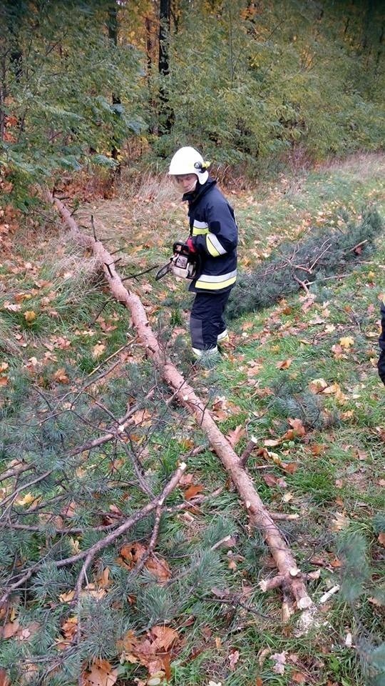 Orkan Grzegorz w Rybniku łamał drzewa, latarnie i słupy...