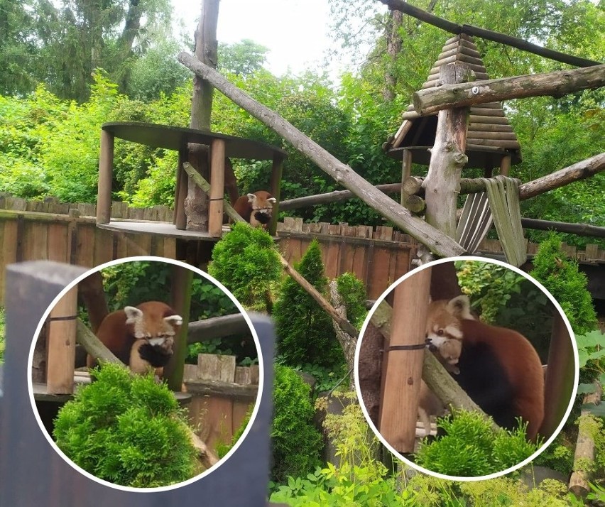 Pandy małe ze Śląskiego Ogrodu Zoologicznego - Lasya i Ping - doczekały się kolejnego potomka. Narodziny w śląskim zoo w Chorzowie