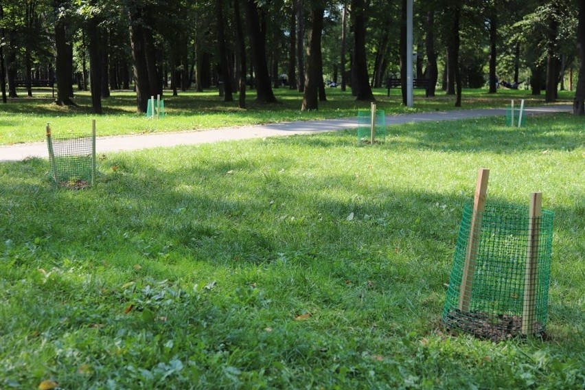 Gmina Myślenice. Przybyło drzew i kwiatów w przydomowych ogrodach i miejskich parkach 