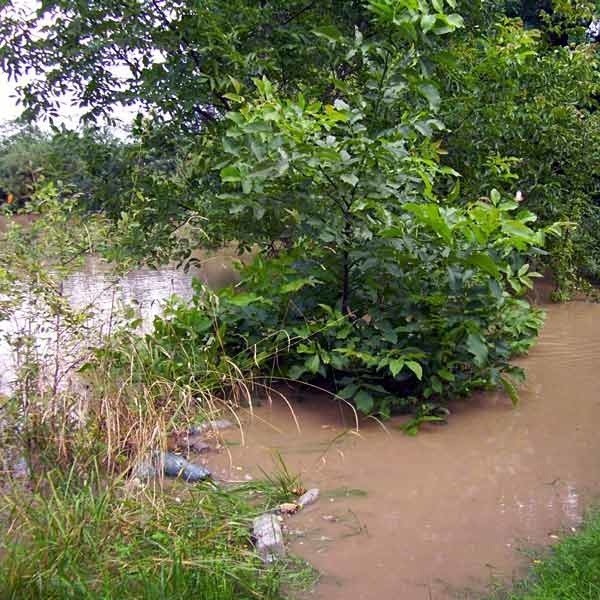 San w okolicach JaroslawiaWezbrane wody Sanu, okolice Jaroslawia.