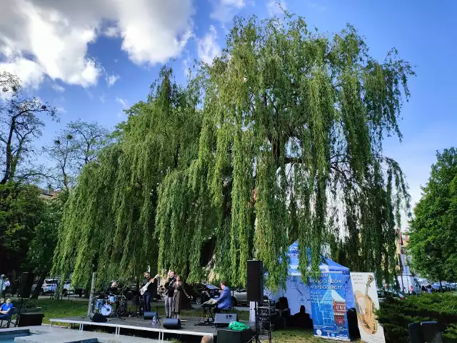 Najbliższy koncert z cyklu "Kameralnie pod wierzbą" odbędzie się w niedzielę, 29 maja o godz. 16 na placu Krzysztofa Komedy (przed Filharmonią Pomorską) w Bydgoszczy.