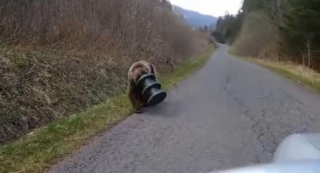 Niedźwiedź przez ponad 2 tygodnie chodził z cylindrem na głowie