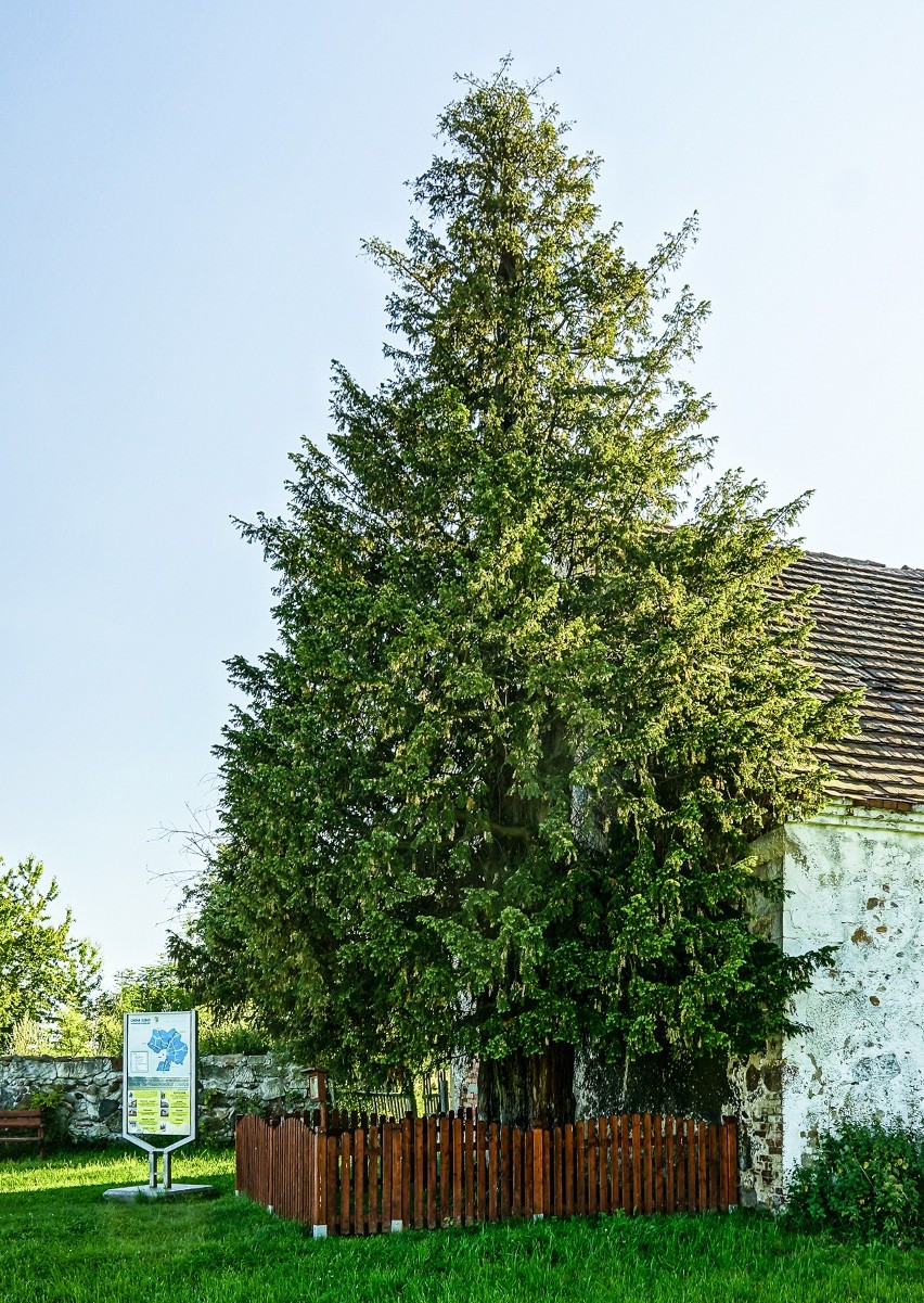 Na Dolnym Śląsku rośnie najstarsze drzewo w Polsce. Zdjęcie...