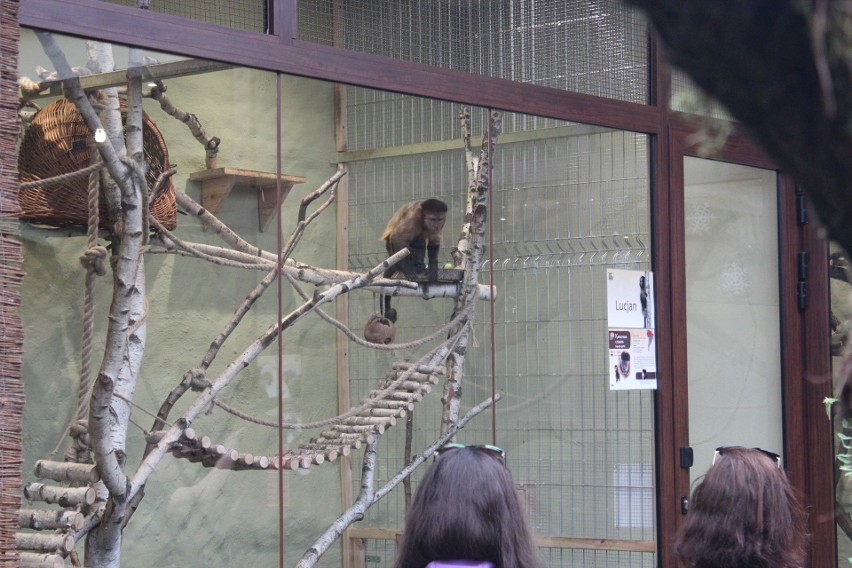 Wojna o małpę. Kolejny konflikt dyrektorki poznańskiego zoo...