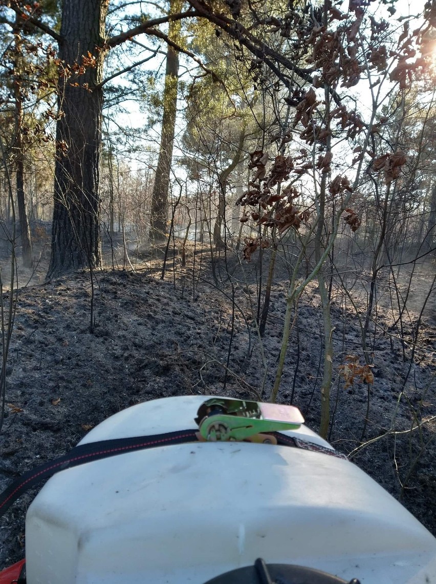 W Rzucowie, na terenie gminy Borkowice, palił się las.