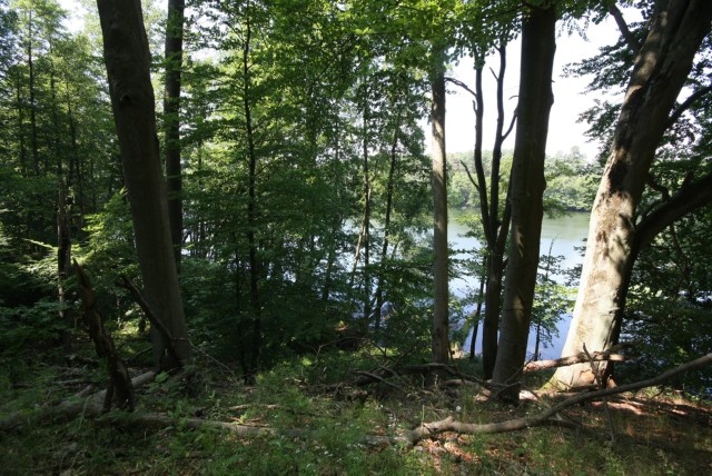 Rezerwat przyrody Goszczanowskie źródliska znajduje się nad jeziorem