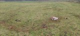 Wilki w gminie Brusy zaatakowały rocznego byczka. Łąka była ogrodzona