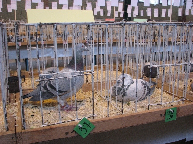 Wystawa golebi pocztowych w Ostrowi Mazowieckiej - 1 dzien