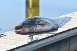 Setki śniętych ryb w Odrze w Kostrzynie. Wędkarze załamują ręce