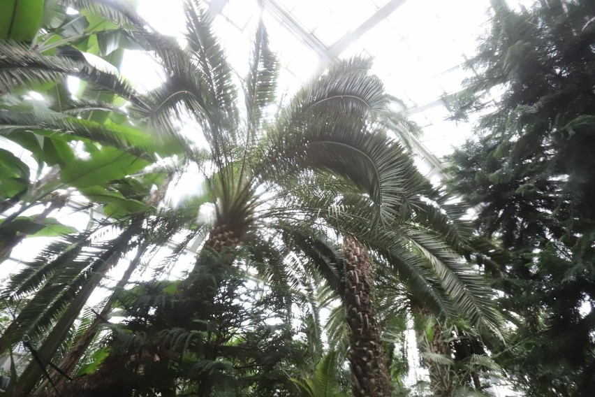 Zaplanowano usunięcie suchych liści ogromnych palm.