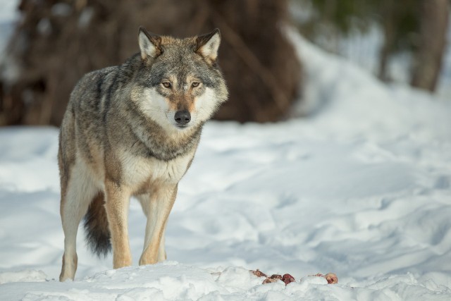Na terenie, gdzie doszło do szokującego odkrycia, nie notuje się niepokojącej aktywności wilków.
