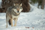 Czy wilki zjadły zaginionego mężczyznę? Biegły nie może wypowiedzieć się kategorycznie na temat przyczyny śmierci