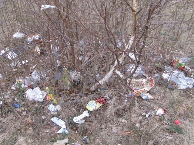 W lesie koło stadionu nasz czytelnik znalazł dzikie wysypisko śmieci.