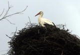 Bocianie pięcioraczki w Chorzepinie pod Łęczycą [FILM]