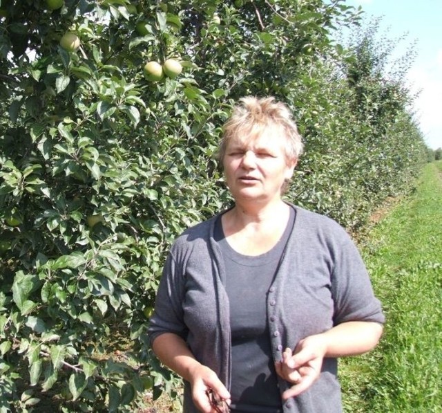 - Oddałam jabłka do firmy, która do tej pory mi nie zapłaciła mi za owoce &#8211; żali się Halina Krzyżanowska z Ziemięcina.