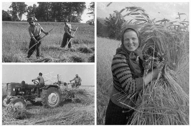 Snopki siana na polu, praca przy użyciu ręcznej kosy, stary sprzęt rolniczy i te piękne, nostalgiczne chwile. Zobacz archiwalne fotografie!