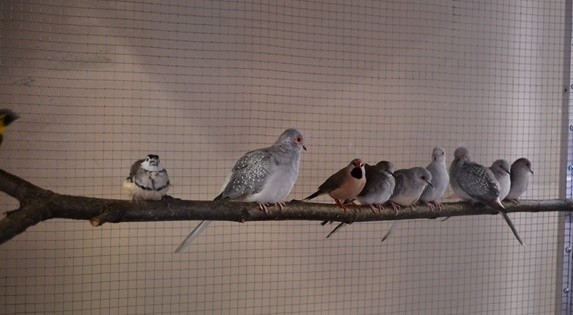 Wystawa ptaków egzotycznych w Żywcu [ZDJĘCIA]