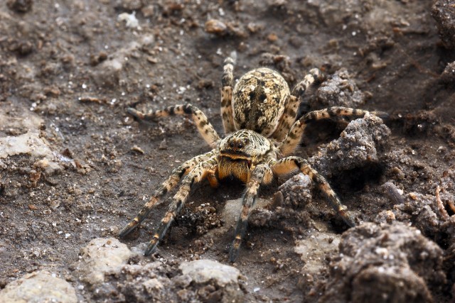 Tarantula sfotografowana na Ukrainie. Jej naturalnym wrogiem są osy wędrowne, które paraliżują pająki i składają na nich jaja. Z jaja rozwija się larwa, która powoli zjada pająka.