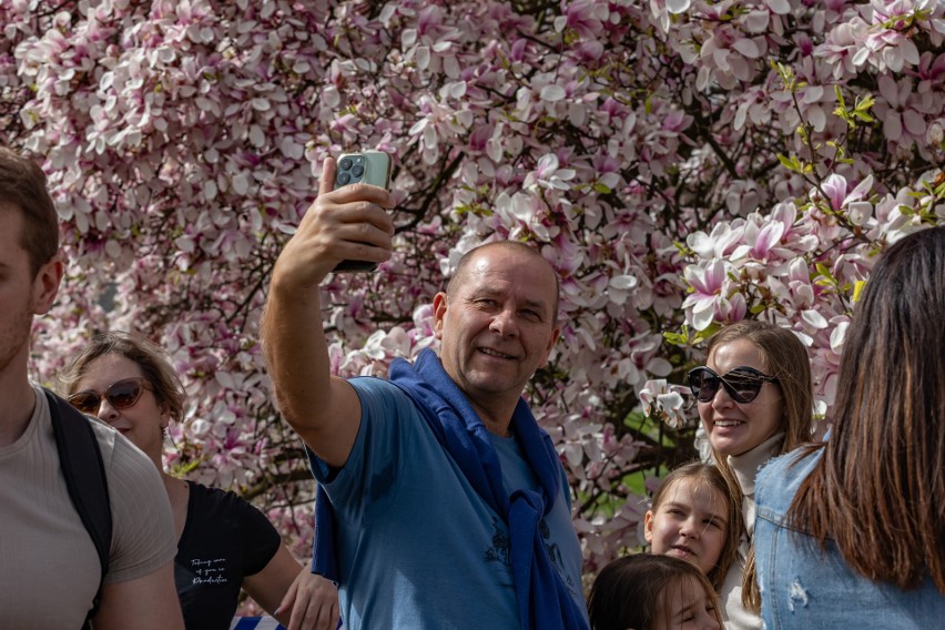 Kwitnące magnolie na Wawelu przyciągają mieszkańców i...