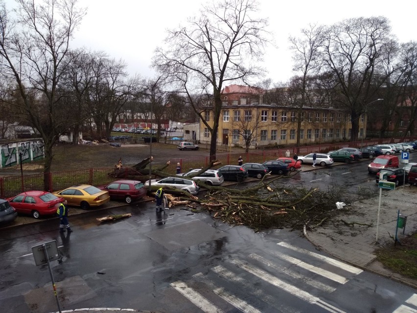 Wichura nad Szczecinem [4.03.2019 r.] Drzewa łamały się jak zapałki [WIDEO, ZDJĘCIA]