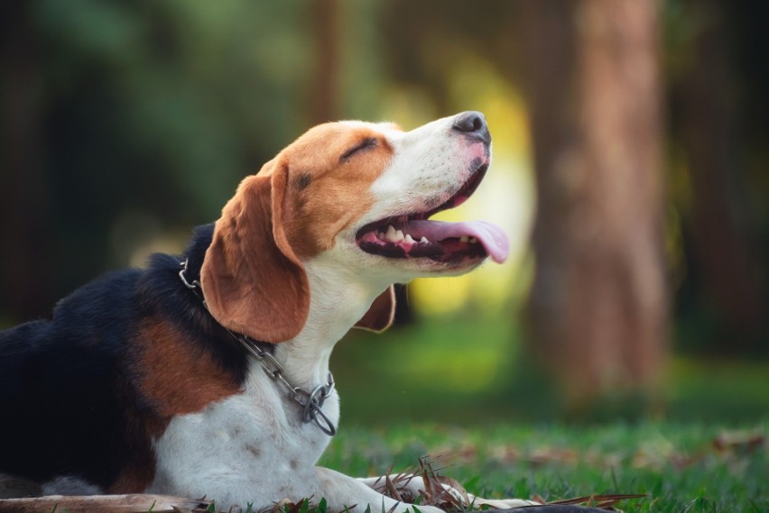 Beagle to rasa psów gończych, mających tendencje do...