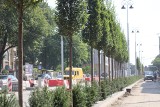 Wkrótce zakończenie przebudowy ul. Warszawskiej w Katowicach. Posadzono już większość roślin