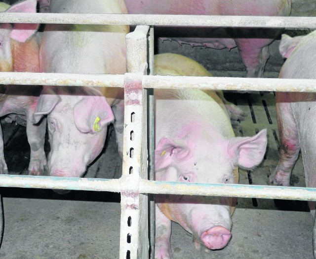 Zgodnie z projektem rozporządzenia, aby otrzymać zwrot połowy kosztów bioasekuracji, trzeba mieć ponad 50 świń