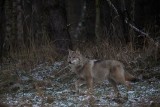 Wilki w okolicy Nowego Tomyśla! Nadleśniczy uchwycił na zdjęciach przepiękne osobniki