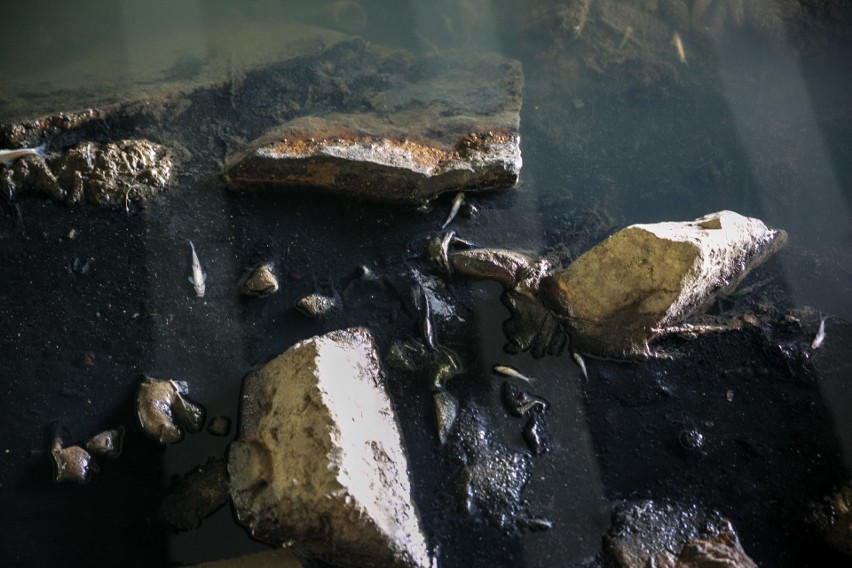 Kraków. Martwe ryby w Wildze. Czy do rzeki dostały się toksyczne substancje?