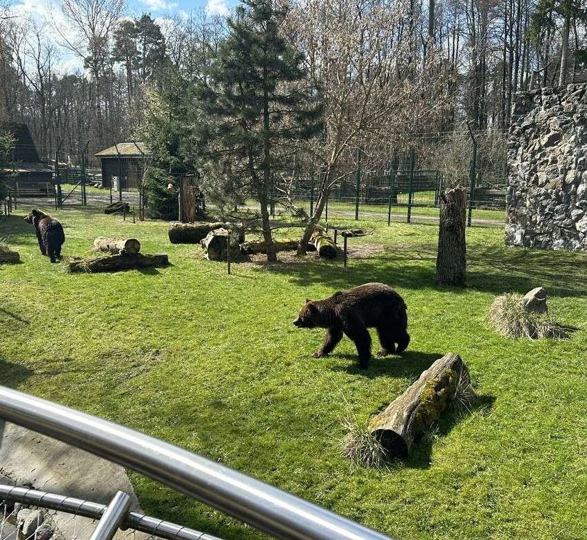 Nowe niedźwiedzie w Akcent ZOO białostockim ogrodzie zoologicznym