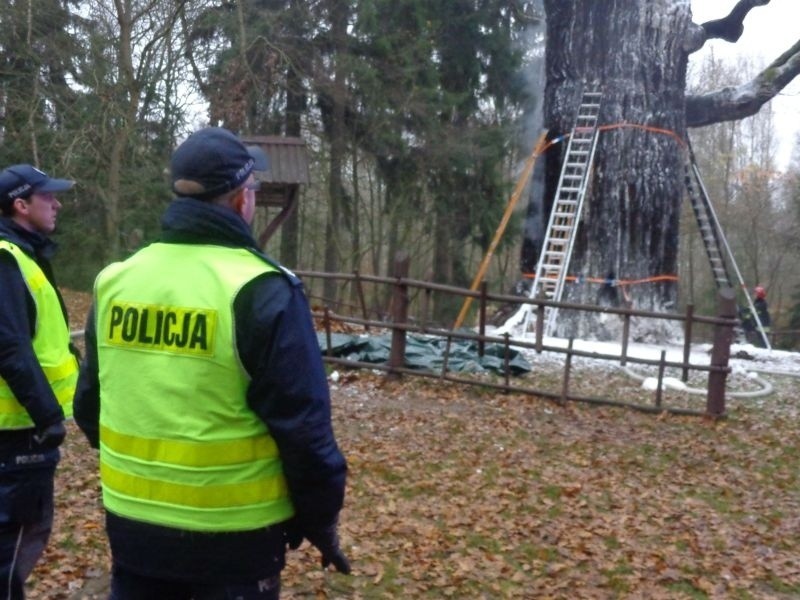 Dąb Chrobry stanął w ogniu