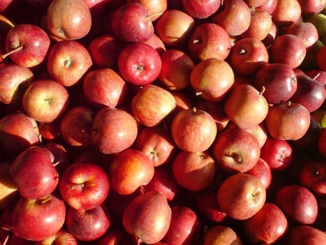 Powstała wielka spółka producentów jabłek z okolic Sandomierza. W planach podbój… świata  