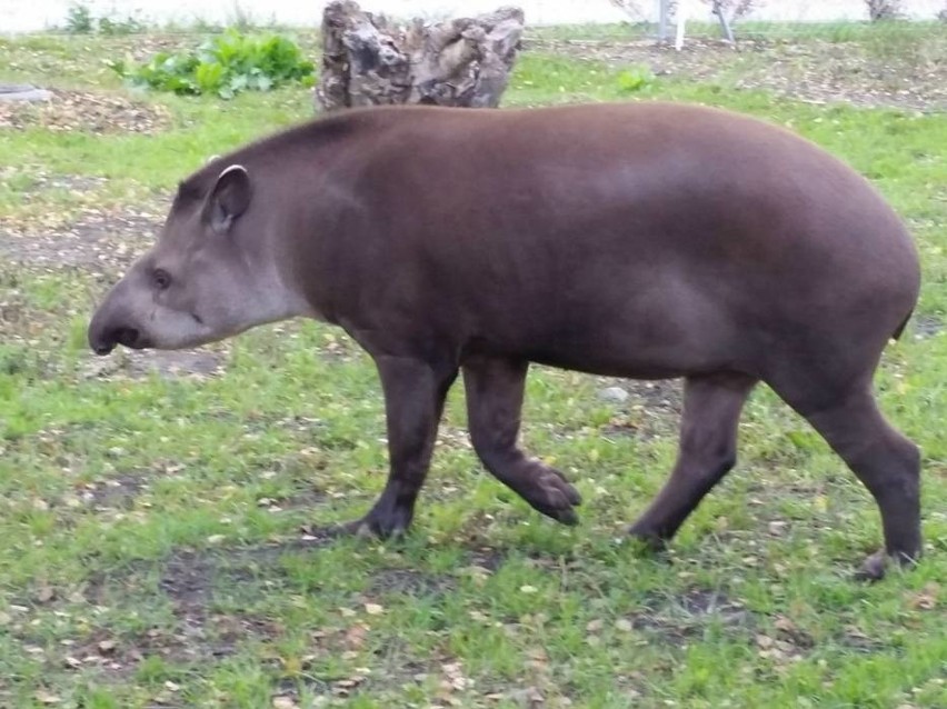 Zoo w Zamościu ma nową lokatorkę. To samica tapira