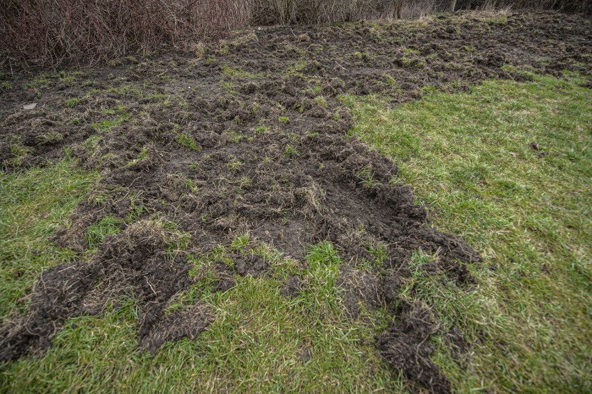 Wąwóz od lat jest miejscem podrzucania odpadów, zarówno...