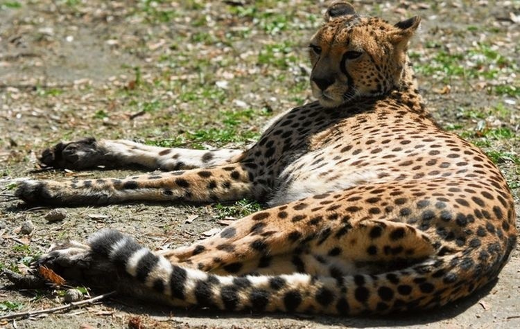 Uwaga, rozmnażanie w ZOO wstrzymane